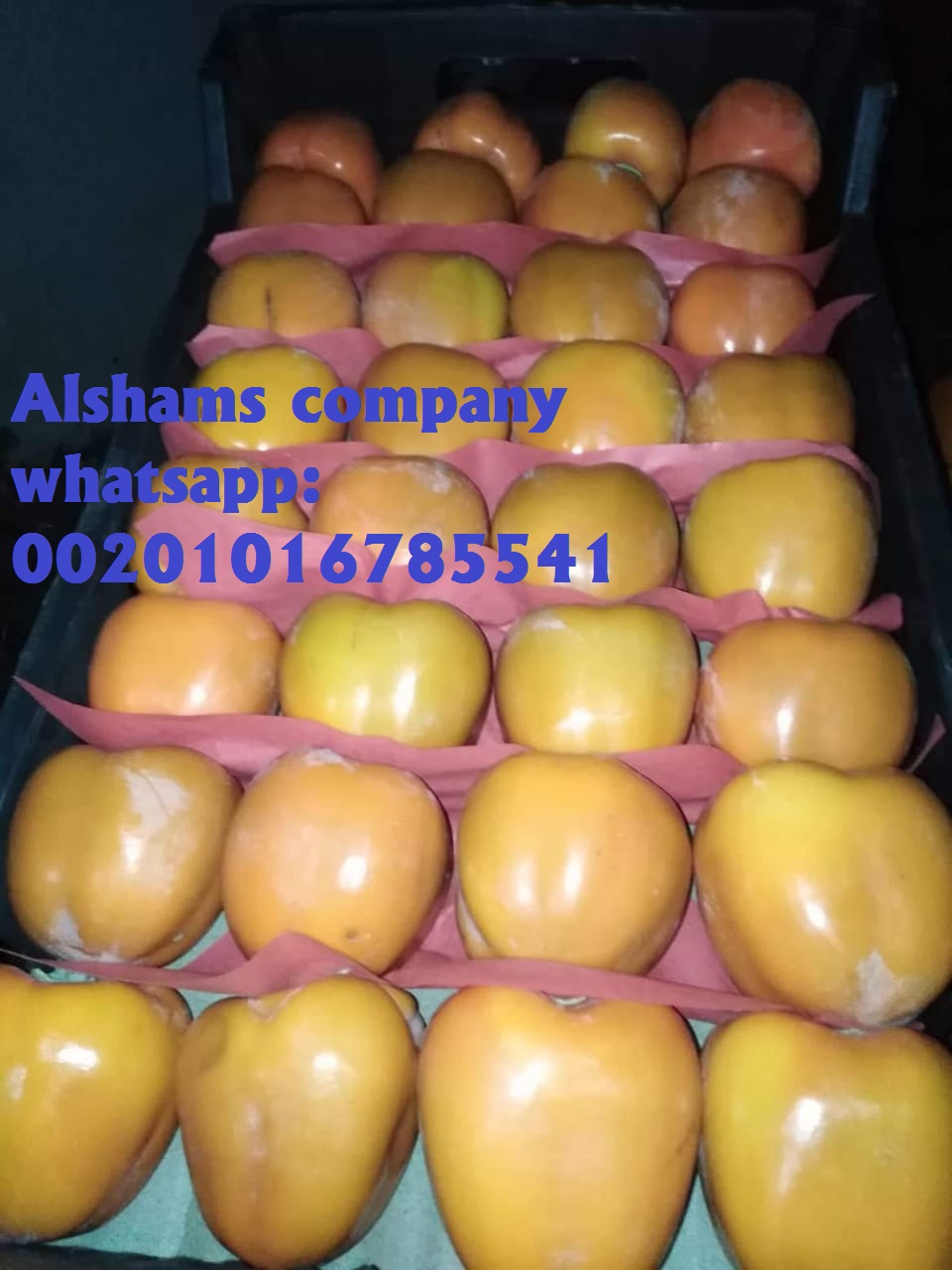Product image - -Fresh Persimmon 's season available now
 We would like to offer our Fresh Persimmon
Persimmon has a lot of names.It has a sweet and Wonderful taste
Origin: Egypt🇪🇬
 10 kg plastic box.
Company Name : Alshams company for general import and export
Location : Egypt, Elgharpia , kafer elzayat
📲Contact us :
mrs-donia mostafa
sales dep
Email: alshams.info@yahoo.com
mob:+201016785541